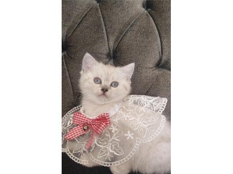 Sevecen bir british shorthair kız