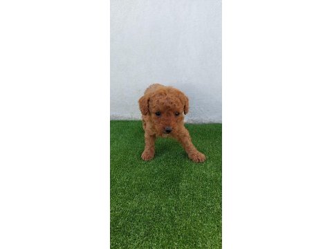 Poodle yavrularımız