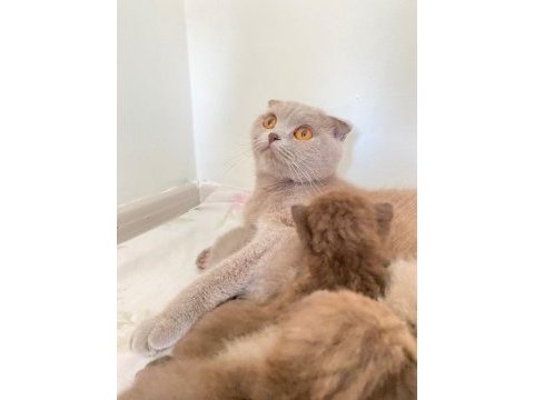Tüm aşıları mevcut pasaport çip 1 yaşında scottish fold