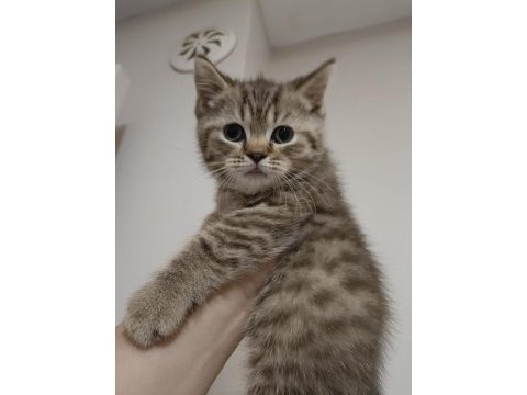 Tüm eğitimleri verilmiştir scottish fold