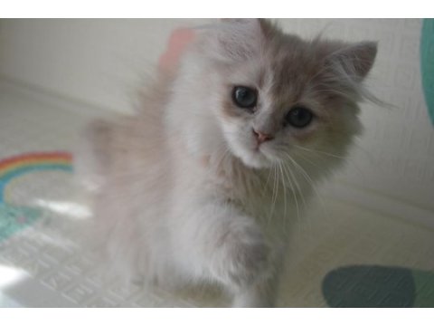 Safkan british longhair yavrular