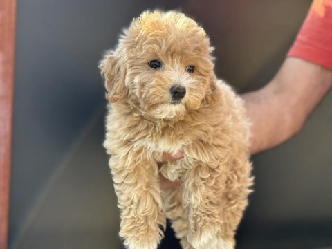 Petmode köpek çiftliğinden kore maltipoo