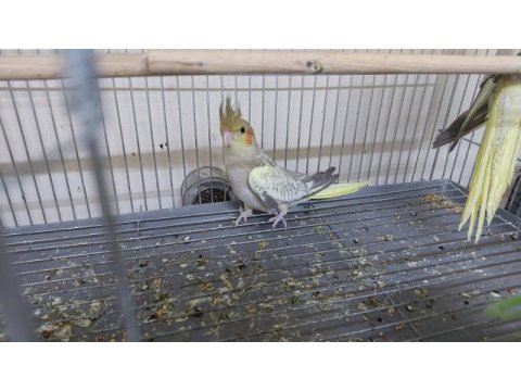 2 aylık erkek sultan papağanı