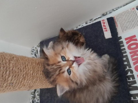 British longhair golden black yavru