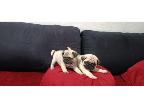 Pug mops gül kuyruk yavrularımız