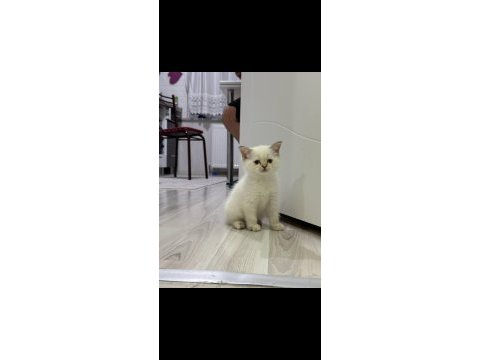 British shorthair ve scottish fold