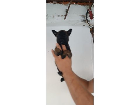 Belçika malinois dişi erkek