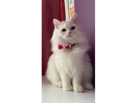 British longhair oğlumuza gelin adayı arıyoruz