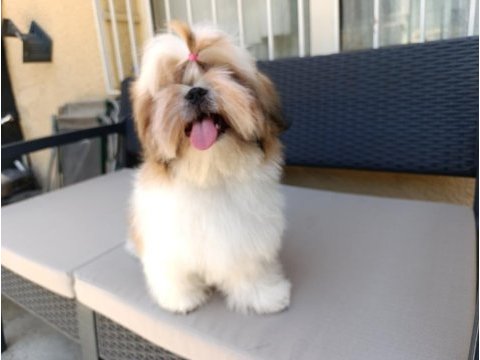Eşsiz shih tzu yavrularımız yeni yuvalarını arıyor