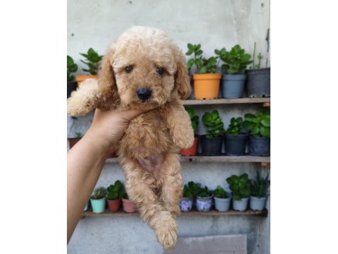 Erkek poodle