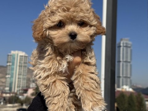 Petmode köpek çiftliğinden kore maltipoo 
