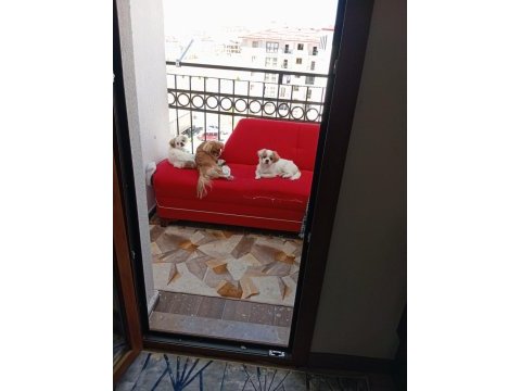 Pekinez 6 aylık