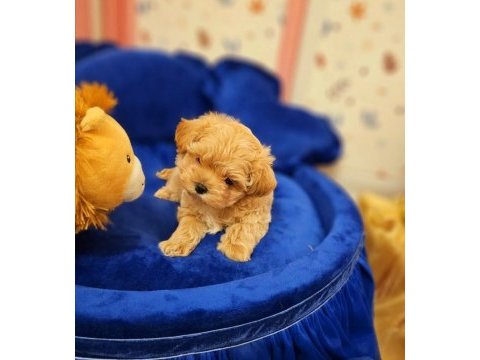 Tea cup ve 0 numara maltipoo yavrular
