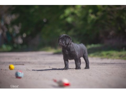 Fci şecereli labrador retriever