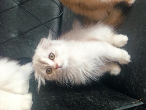 Dişi scottish fold longhair 3.5 aylık