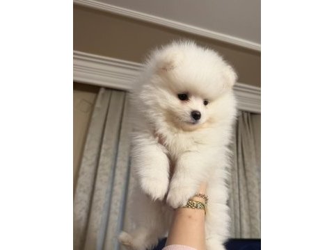 Aile yanında büyüyen safkan pomeranian yavrular