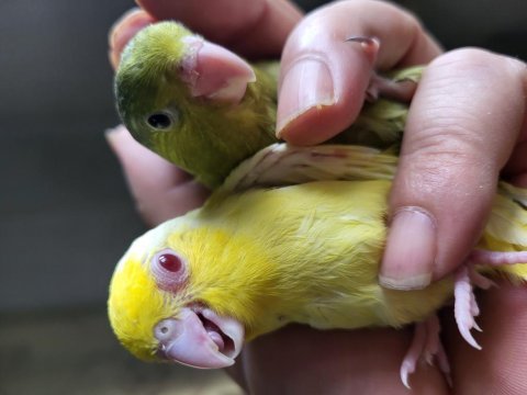 Forpus damızlık yeme düşen yavrular üreticiden 2 aylık bebek
