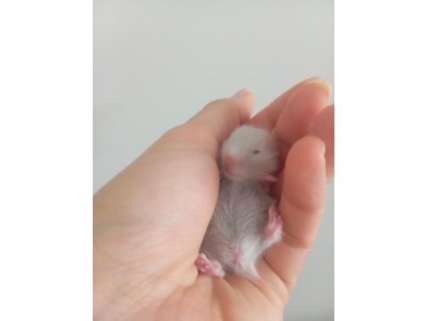 Hamster yavrular