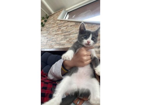 Çok tatlı sevimli bir kediyim