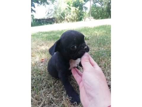Irk harikası küt burun french bulldog
