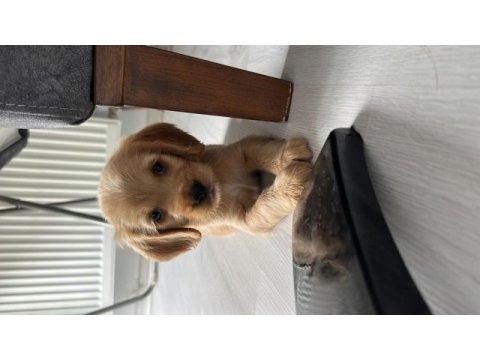 Oyuncu erkek yavrumuz cavalier king charles