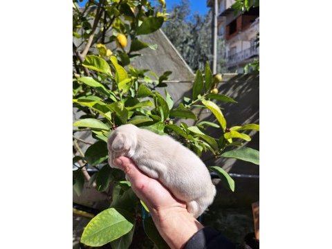 Platinum dişi french bulldog yavrular