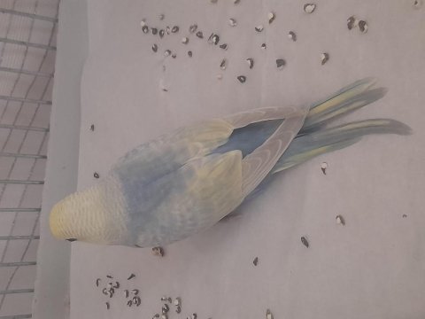 Renk güzeli rainbow muhabbet kuşu yavrular