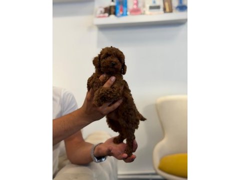 Irk garantili ve sağlıklı safkan toy poodle yavruları