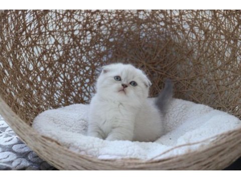British shorthair 55 günlük