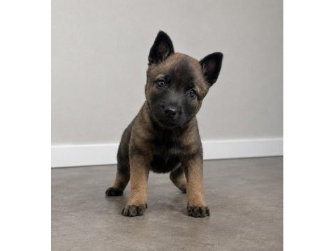 Profesyonel üretimden belçika malinois yavruları