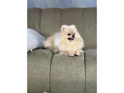 Pomeranian show class 