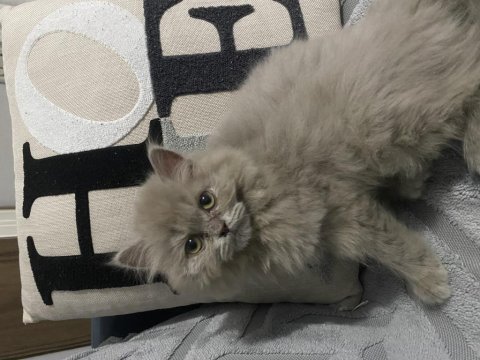 2 aylık lilac dişi scottish yavrum