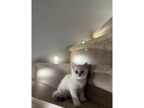 Brıtısh shorthair sılver yavrularım