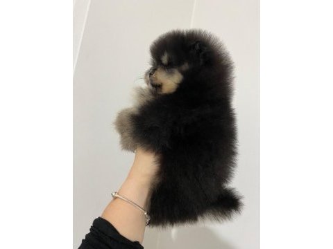 Pomeranian boo erkek safkan yavrular