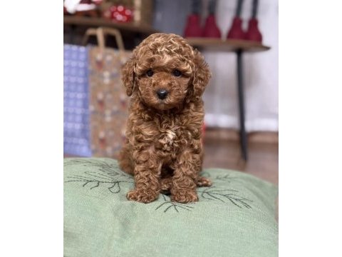 Safkan kıvır kıvır to poodle yavrular