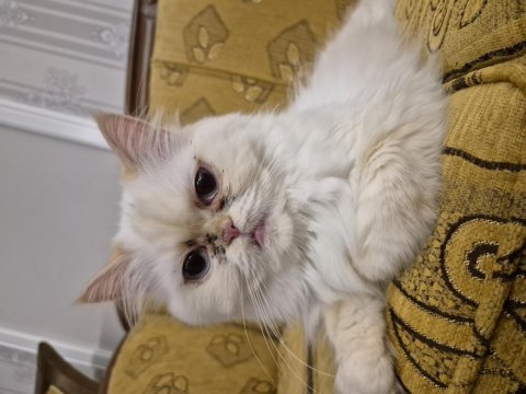 Kedimiz nova ömürlük yuvasını arıyor
