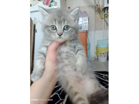 Sevimli scottish straight ve scottish fold kardeşler