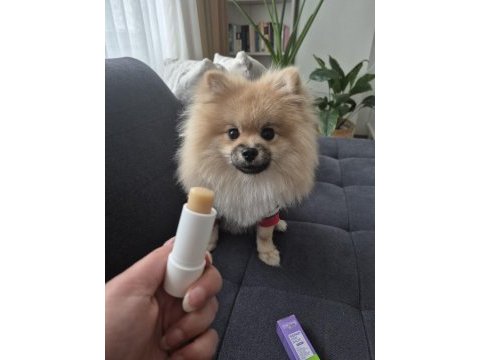 Pasaportlu aşıları tam pomeranian yavrumuz