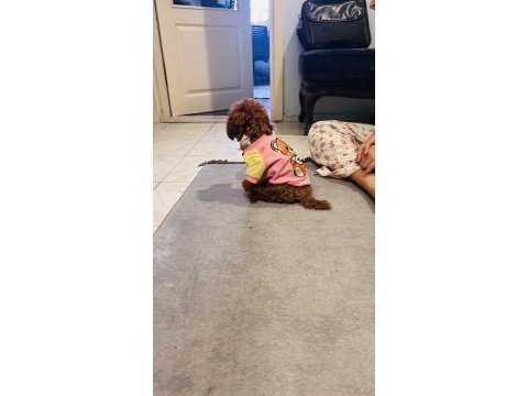 Toy poodle bebişler
