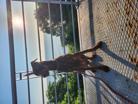 8 aylık kızıl doberman