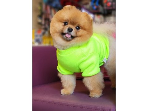 Efsane 1.5 yaşında pomeranian erkek izmir