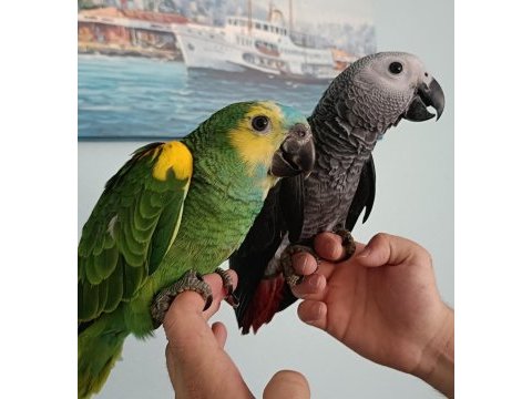 Jako ve blue front amazon papağanı