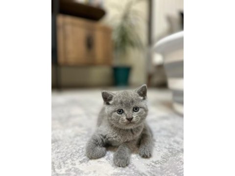 Saf ırk british shorthair yavrularım