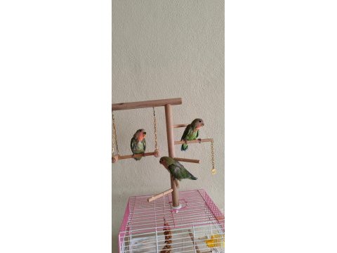 Yavru sevda papağanı