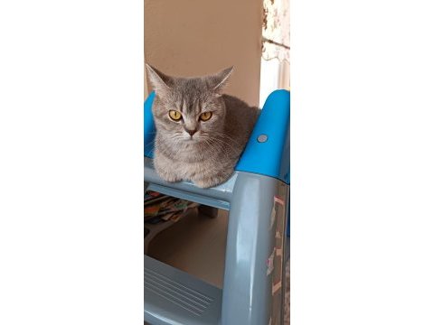 Ücretsiz sahiplendirilecektir british shorthair