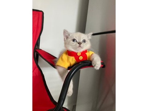 Pamuk tüylü blue point scottish fold