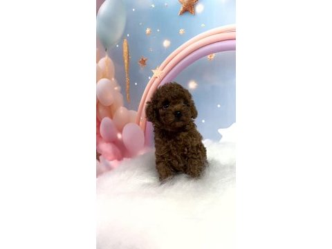 Red brown toy poodle yavrular