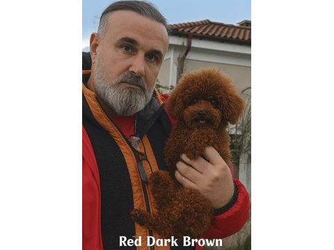 Sevginin en zarif hali toypoodle yavruları