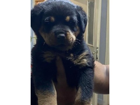 Macar koca kafa rotweiller yavrular