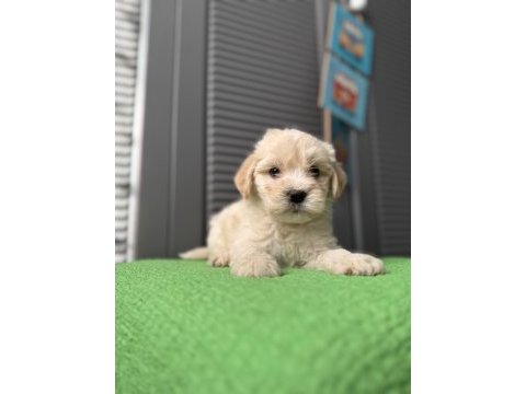İpek gibi maltipoo